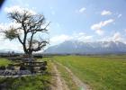 Der Birnbaum auf dem Walserfeld Der Birnbaum auf dem Walserfeld